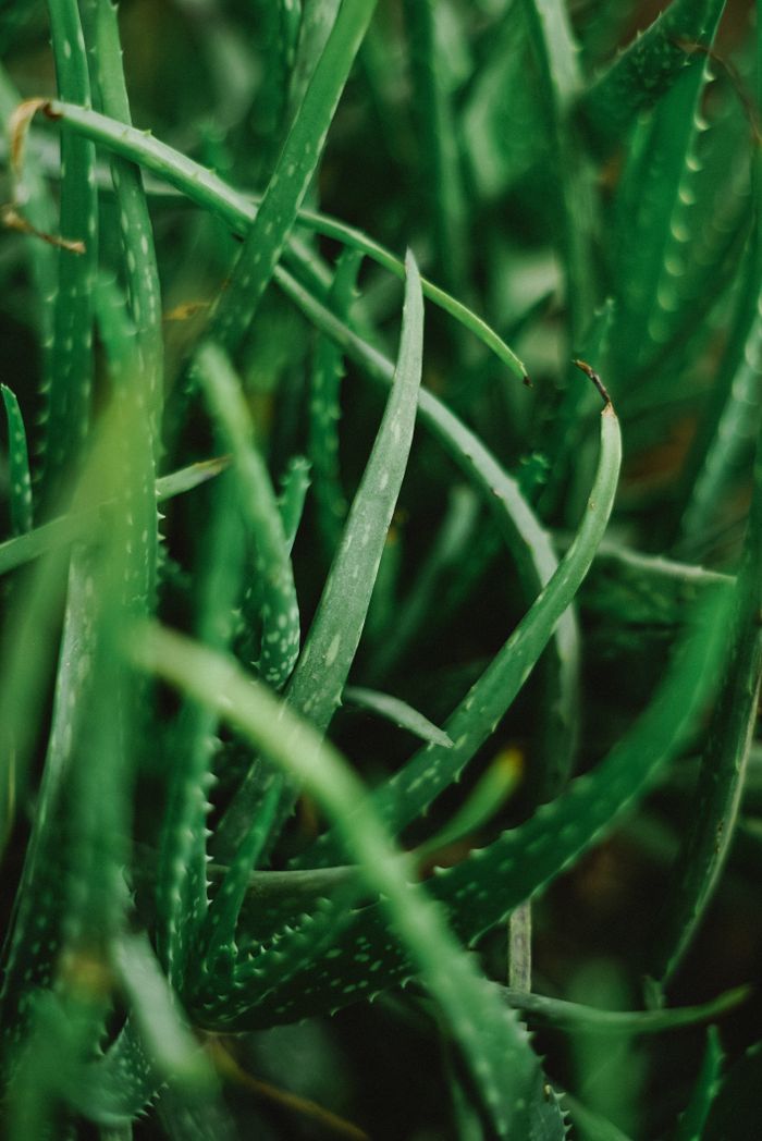 who-we-are Vibrant green aloe vera plant close-up, showcasing the texture and spiky leaves of this succulent.