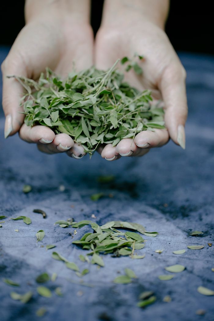 Mastering the First Impression: Your intriguing post title goes here A pair of hands gently holding fresh sage leaves over a blue surface.